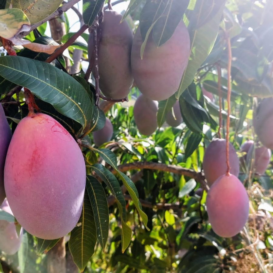 Mangos ecológicos 9,5 kg "BAJO PEDIDO"